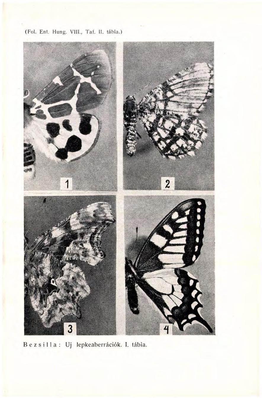 (Fol. Erit. Hung. VIII., Taf. II. tábla.
