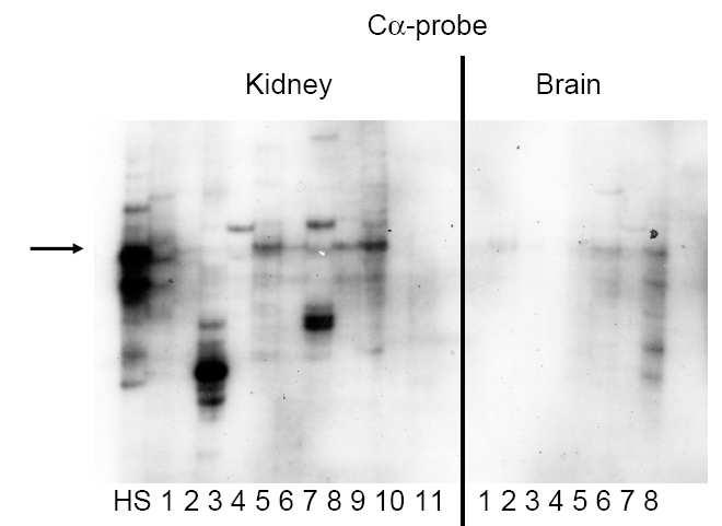 Ez arra utalhat, hogy az autoimmun központi idegrendszeri NKT deficiencia nem központi idegrendszer specifikus, hanem a sclerosis multiplexre jellemző jelenség.