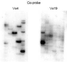 szempontból is fontos volt:. A MAIT sejteket Th citokint termelő csoportnak tartják 5-7, ;.
