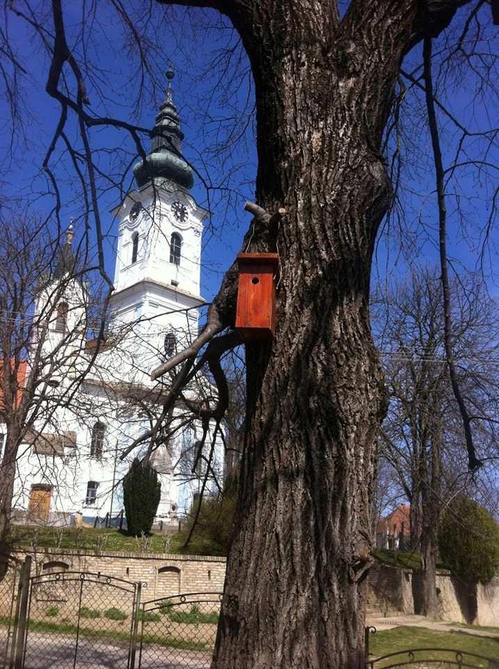 A csuszka poloskalárvákat és pókokat is gyűjt, a nyaktekercs hangyákat.