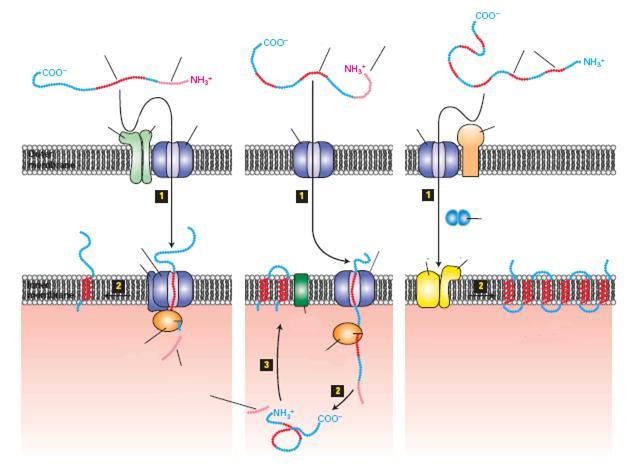 pre-protein Transzport a ból a belső mitokondriális membránba A útvonal B útvonal C útvonal