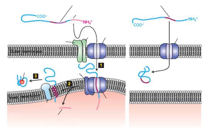 Transzport a ból a mitokondriális inter-membrán térbe A útvonal Inter-membrán tér target szekvencia mátrix-target szekvencia B útvonal Inter-membrán tér target szekvencia protein prekurzor protein