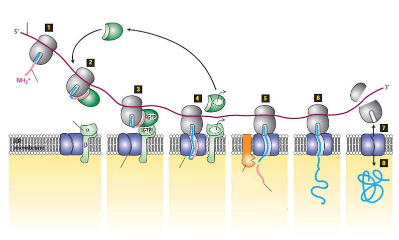 Protein transzport az ER-ba mrns SRP GDP + Pi SRP