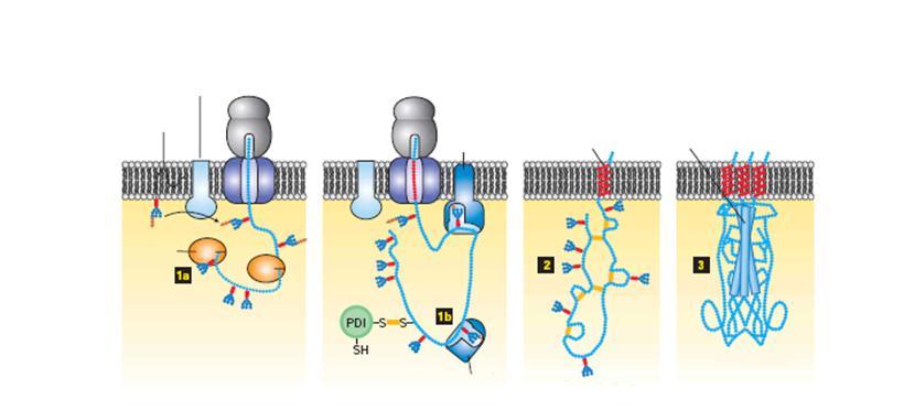 Protein folding az ER-ben Dolichol oligoszacharid Oligoszacharil transzferáz Lektin Kalnexin Membránt-átfedő -hélix Luminális -hélix ER lumen BiP Chaperon: hibás