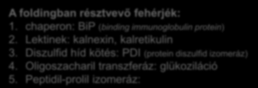 trimer (hemagglutinin; influenza vírus) A foldingban résztvevő fehérjék: 1. chaperon: BiP (binding immunoglobulin protein) 2. Lektinek: kalnexin, kalretikulin 3.