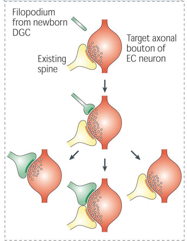 Aktivitás-függő, kompetitív szinapszis-képzés Axon-végződések (preszinaptikus) kapcsolat-alakítása CA3 dendriteken Dendritikus (posztszinaptikus) kapcsolatok alakulása EC axonokkal A small bouton