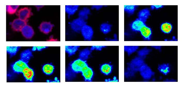 A B F/F o C 0 sec 55 sec 60 sec 70 sec 200 sec 5 4 3 2 1 0 0 50 100 150 200 sec 1. ábra: Az apoptotikus sejtek hosszú ideig képesek a citoszólikus Ca 2+ szint szabályozásásra.