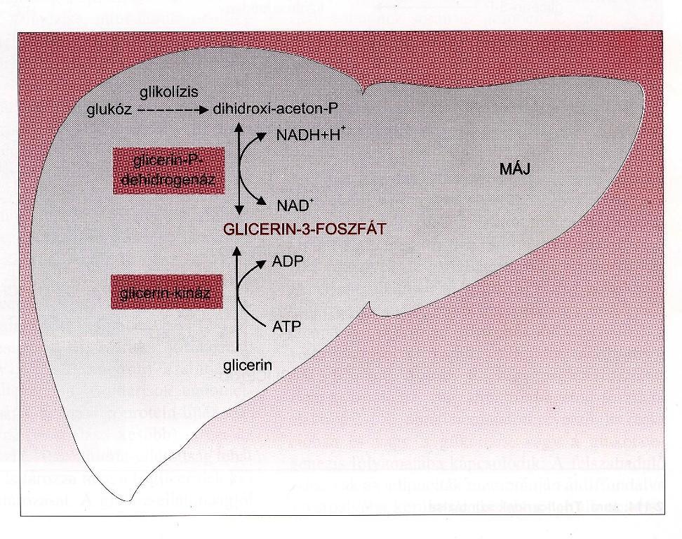 Glicerin-3-foszfát keletkezése a májban A trigliceridek szintézisében az aktivált zsírsav vagy a dihidroxi-acetonfoszfáthoz, vagy a glicerin-3-foszfáthoz kapcsolódik.