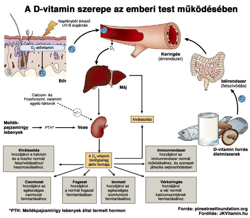 7. ábra. D-vitamin szintézis, és főbb funkciói. 11