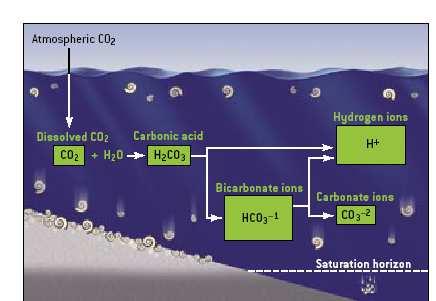 Légköri CO 2 Oldott CO 2 Szénsav Hidrogén ionok Bikarbonát ionok Karbonát ionok Telítettségi horizont 3. ábra. A szén-dioxid oldódása az óceánban. Forrás: Doney, 2006.