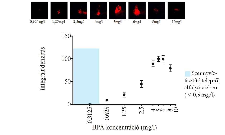 Biszfenol-A Szennyvíztisztító telepről