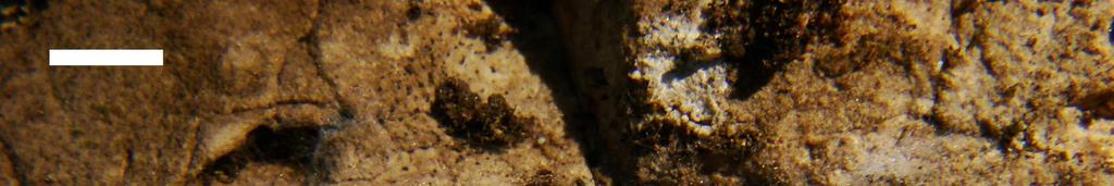29. ábra. Reptalus panzeri nimfák és imágók egy Aphaenogaster subterranea fészket borító felfordított kő alján (litéri fenyves). Mérce = kb. 4 mm. A nimfákkal asszociáló A.