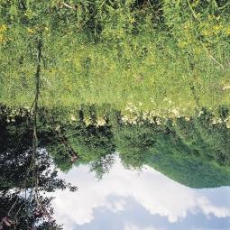 Lápi magaskórós (Filipendula-Geranietum palustris) foltonként tőzegmohával (Filipendula ulmaria, Cirsium palustre, Lysimachia vulgaris, Urtica dioica, Lythrum salicaria, Mentha