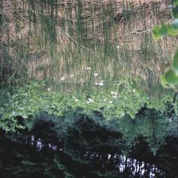 13. Tőzegmohaláp (Betula pubescens, Eriophorum vaginatum). A felhalmozódó avar valósággal lefojtja a növényzetet; a száradás miatt ugyanakkor a molyhos nyír terjed. Sirok, 1992. (C3) 14.