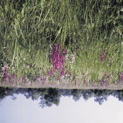 15. Sásláprét Ócsán, Orchis laxiflora tömegével 1980-ban. (D1) 16.