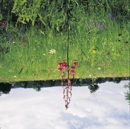 23. Fajgazdag hegyi kaszálórét. Az évszázadokon keresztül közel azonos módon használt (és nem túlhasznált) gyepek igen fajgazdagokká válhatnak.