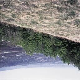 33. Erdőspusztarét (Campanulo-Stipetum tirsae). A Stipa tirsa egy irányba hajló vékony levelei nagyon jellegzetesek.