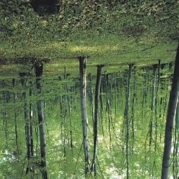 hegyvidékeinken is visszaszorulóban van. Börzsöny: Diósjenő, 1996. (K5) 60.