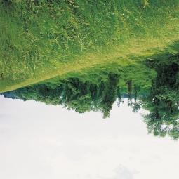 71. Töltésoldali mezofil gyep. A gátak féltermészetes növényzete, ha kultúrtájon haladnak keresztül, az egykori vegetáció utolsó refúgiumai lehetnek (pl.
