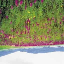 73. Kiszáradt, majd visszanedvesült mocsár (Lythrum salicaria, Juncus gerardii, Lysimachia vulgaris, Calystegia sepium, Rumex-sp.