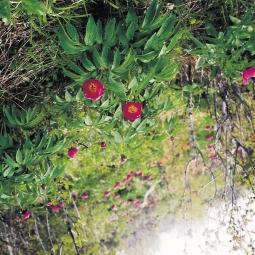83. Spontán visszaerdősülő ezüst hársas cseres-tölgyes irtás. Az újulat záródásáig a Paeonia officinalis tömegessé válik. Időlegesen a terület nagy része erdőszegélynek tekinthető. Zengővár, 1980.