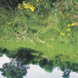 Másodlagossága ellenére igen értékes élőhely (Stipa tirsa, Lychnis coronaria, Galium verum, Lathyrus latifolius, Hypericum perforatum, Achillea collina, Anthemis tinctoria, Inula ensifolia, I.