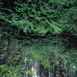 páfrányokat (a képen csak egy faj látszik: Dryopteris filix-mas, valamint Humulus, lupulus, Chelidonium majus, Mycelis muralis, Geranium