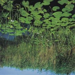 1. Jellegzetes alföldi hínárkomplex nagyobb csatornában (Lemna minor, L. trisulca. Riccia fluitans. Hydrocharis morsus-ranae, Myriophyllum, Stratiotes aloides).