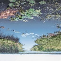 3. Hínártársulások komplexe pusztai mocsárban: nagy gyékényes állományok (Typha latifolia) szegélyében kolokános lebegőhínárral, a háttérben