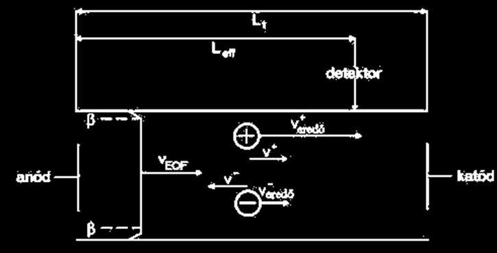 sebessége, v - az anion elektroforetikus sebessége, L eff a kapilláris