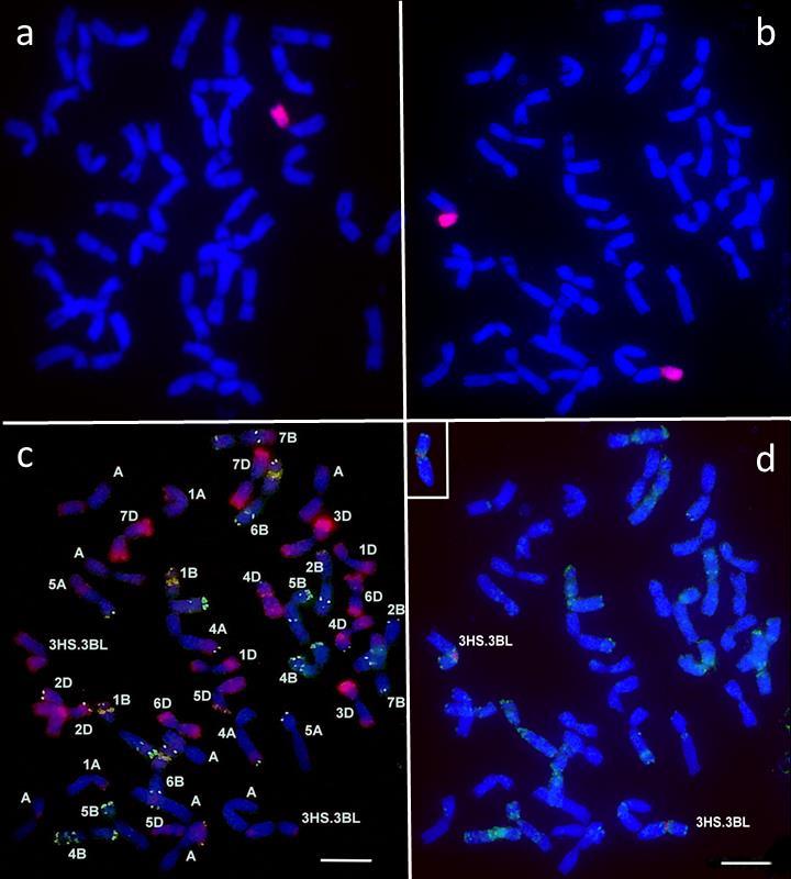 28. ábra. Genomi in situ hibridizáció (GISH) a 3HS.3BL/Bodri genotípus mitotikus kromoszóma preparátumain.