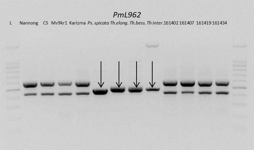 intermedium (JJ s St), 161402,161407, 161419 és 161434 citológiai számú genotípusok. A Pm21 allél specifikus termékeket nyilakkal jelöltük.
