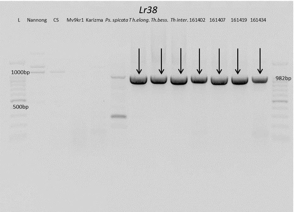 Az Lr38 gén kimutatására a génnel kapcsolt Y38SCAR 982 markert használtunk (Yan és mtsai, 2008). Cseh András személyes közlése alapján ez a marker a Th.