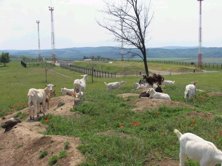 Végleges elhelyezés Felszín közeli tárolás (Püspökszilágy) A