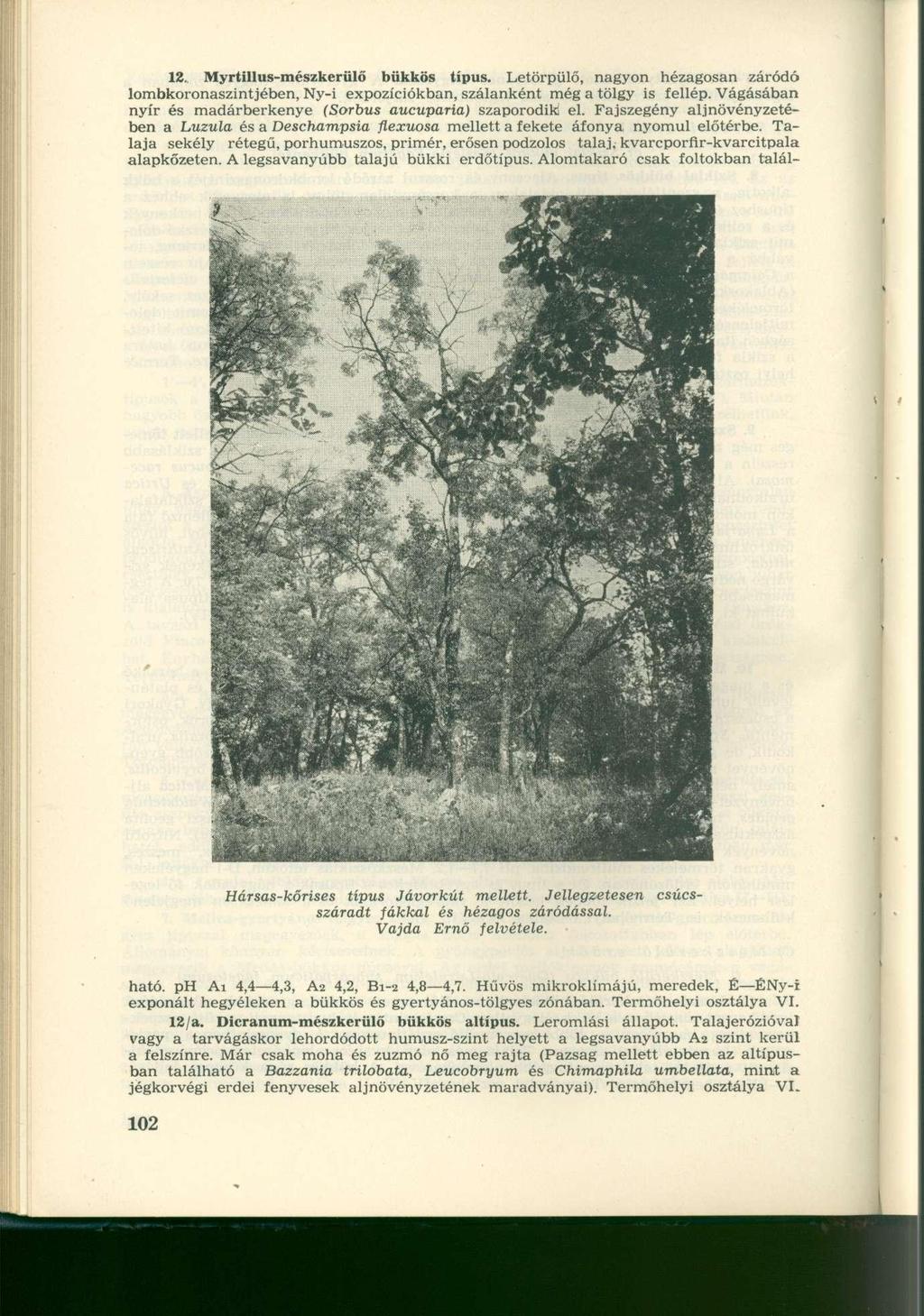 12. Myrtillus-mészkerülő bükkös típus. Letörpülő, nagyon hézagosan záródó lombkoronaszintjében, Ny-i expozíciókban, szálanként még a tölgy is fellép.