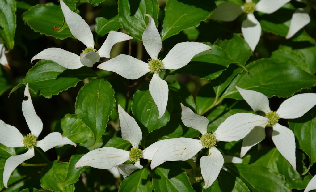 egészen 2200 méteres magasságig. A Kínában élő alfaj (Cornus kousa ssp. chinensis) levele vaskosabb, murvalevele keskenyebb és gyakran hosszan kihegyezett.