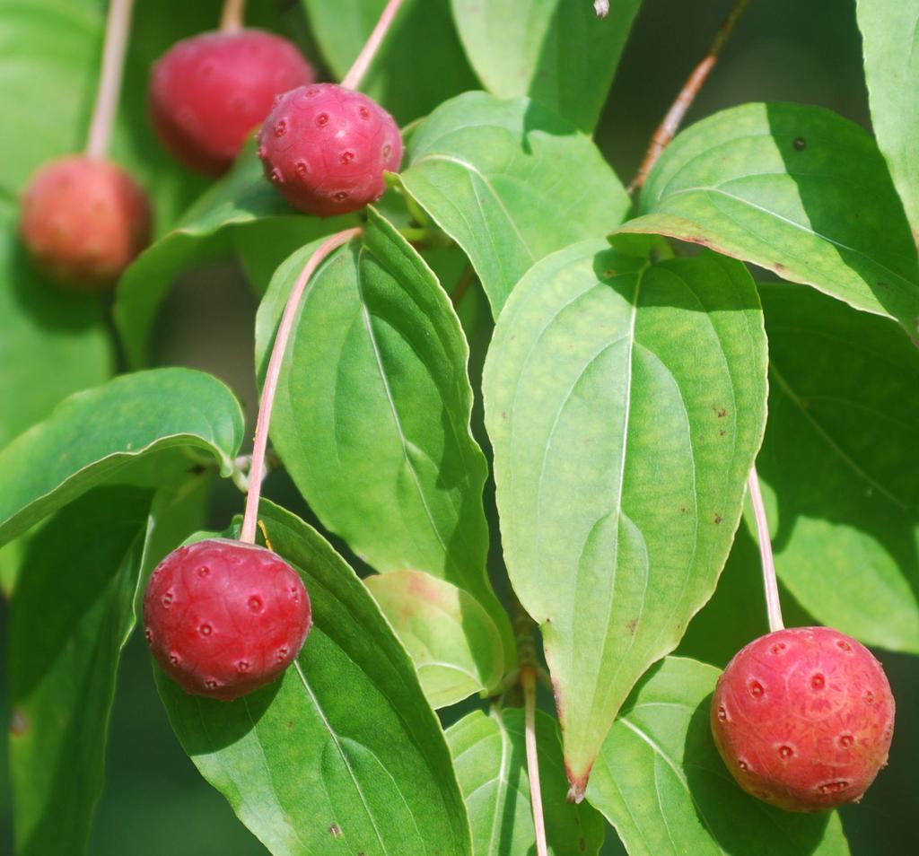 egy hónappal később nyílik, mint a jóval ismertebb és elterjedtebb pompás virágsom (Cornus florida), így lombja kiváló hátteret ad a virágoknak.