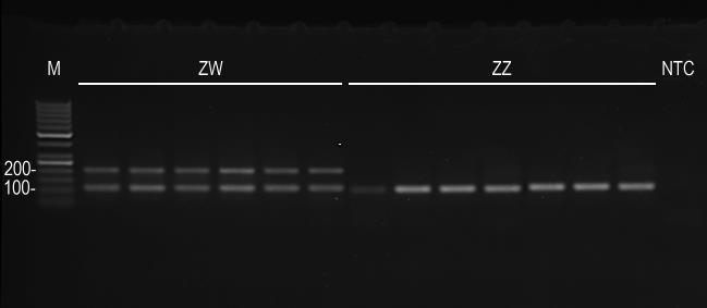7. ábra: A kísérletbe vont néhány egyed nemének azonosítása PCR segítségével.