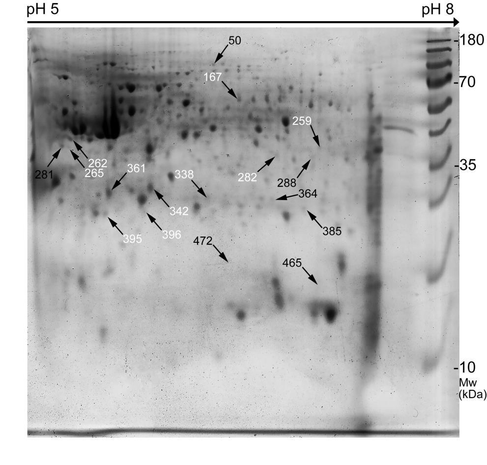 20. ábra: A házityúk éhbelének Coomassie-festett preparatív 2D PAGE gélképe. A 17 eltérően expresszálódó fehérje foltot nyilak jelölik.
