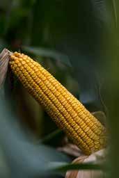 Magasabb energiaszinteken a Syngenta silókukoricái Az elmúlt szezon időjárási anomáliái markánsan rányomták a bélyegüket országszerte a kukorica termesztésére.