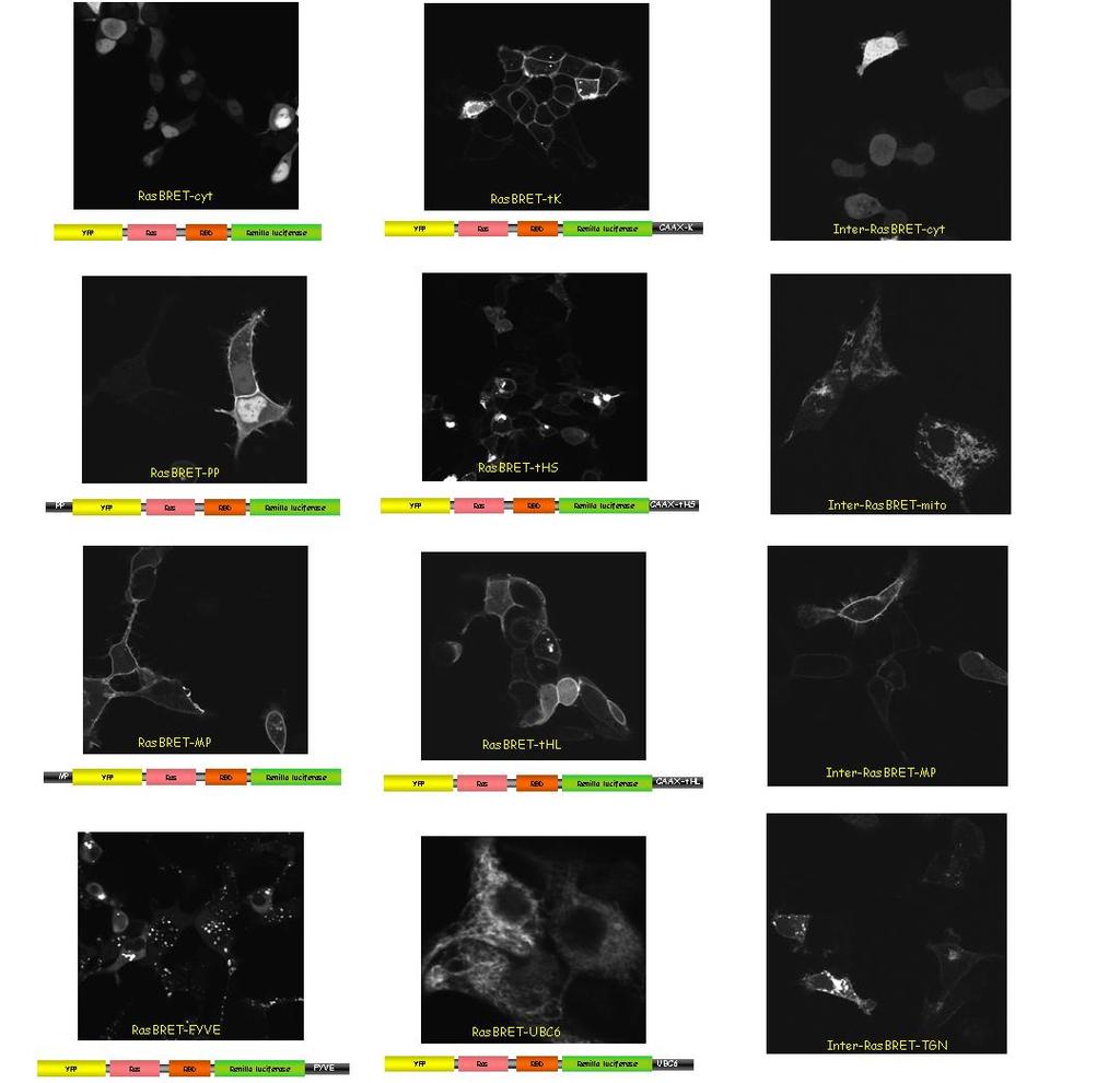 (inkább plazmamembrán); (h) H-Ras rövid CAAX, -ths (plazma-, endomembránok); (i) FYVE (endoszómák); (j) UBC6 (endoplazmatikus retikulum); (k) Sac (endoplazmatikus retikulum) irányító peptideket.