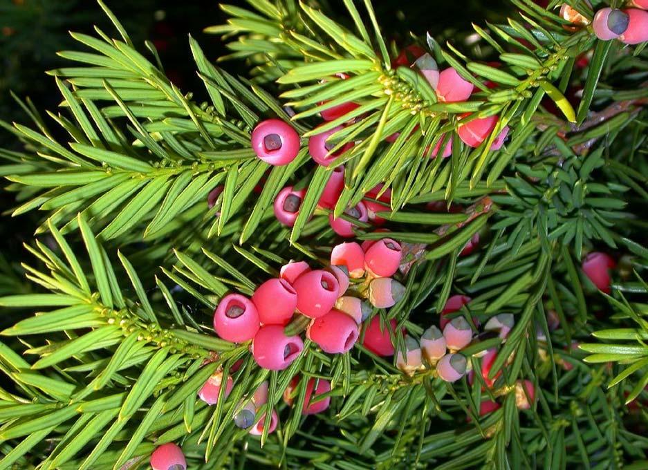 A tiszafák osztályába tartozó közönséges tiszafa hazánkban őshonos, de kertekben is gyakran ültetett növény.