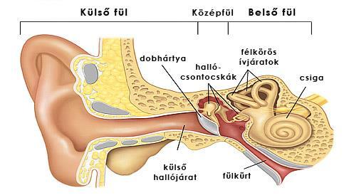 Az emberi hallás mechanizmusa Külső fül: a fülkagylóból, a hallójáratból és a dobhártyából áll Középfül: a nyomáshullám átalakul rezgéssé a