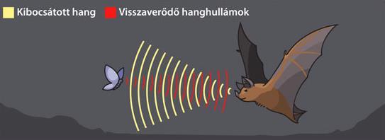 1. 20 Hz < f < 20 khz hallható hangok 20 khz < f