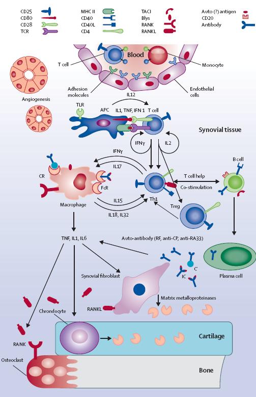 Smolen J.S.:New therapies for