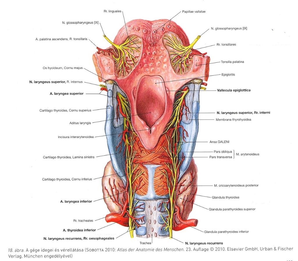 A belső gégeizmok beidegzése n.lar.sup. külső: m.cricothyroideus belső: m.aryepigl., m.thyroepigl., hátsó: m.interaryt., m. thyreoaryt. m. cricoaryt.post. n.lar.inf.(n.