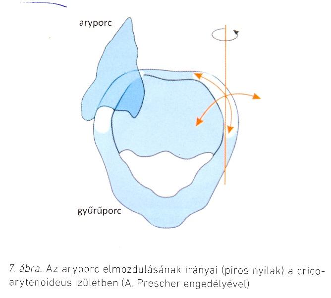 cricoarytenoideus