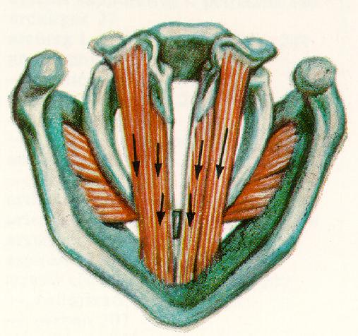 élesedése m.interarytenoideus zárja a interarytenoid teret (resp.