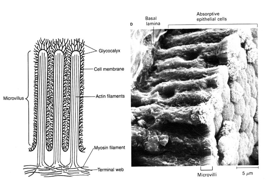 A kefeszegély Eckert: Animal Physiology, W.H.