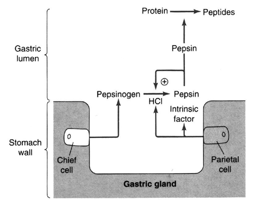Pepszinszekréció a gyomorban Eckert: Animal